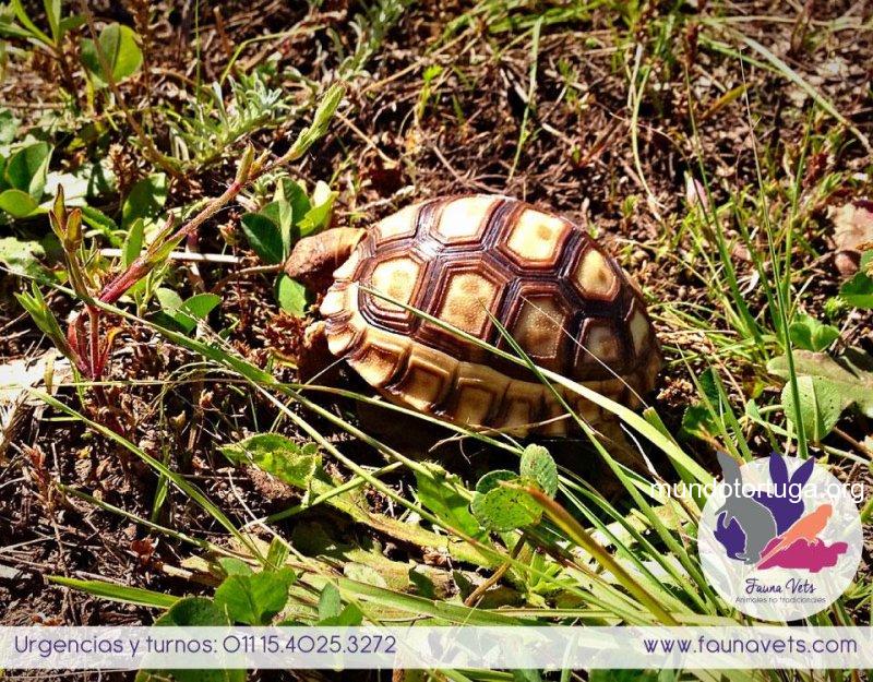 tortuga argentina1