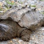 Tortuga Caimán: Características, Hábitat y Conservación