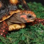 La Fascinante Tortuga Carbonaria: Un Vistazo a la Vida de un Reptil Único