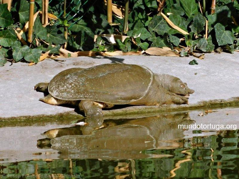 Características Físicas