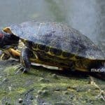 Tortuga de Orejas Rojas | Descubre este Popular y Versátil Reptil