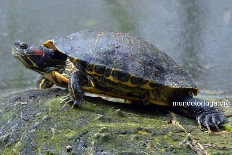 tortuga de orejas rojas1