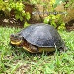 Tortuga del Bosque | Un Viaje por los Bosques y las Aguas