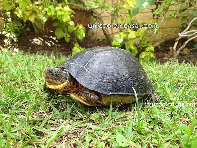 tortuga del bosque1