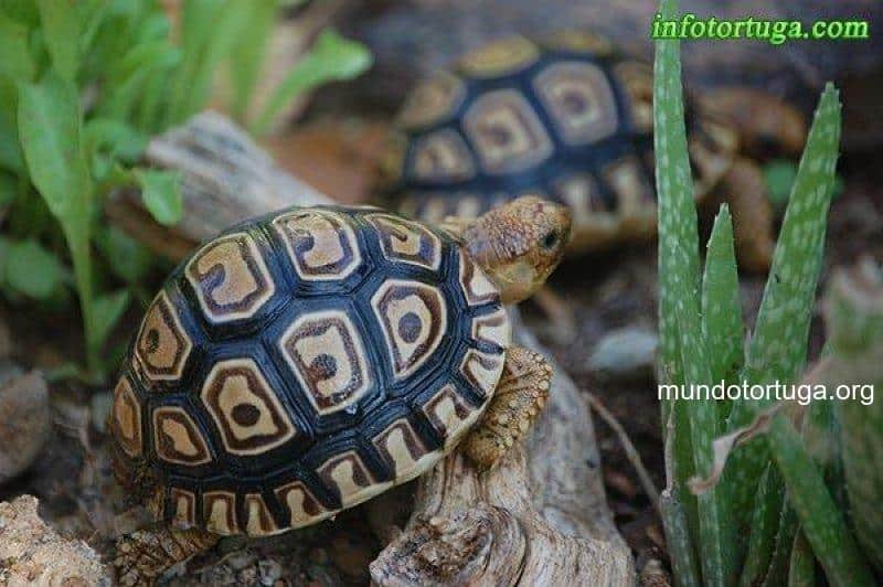 Comprendiendo la Clasificación y Distribución de la Tortuga Leopardo