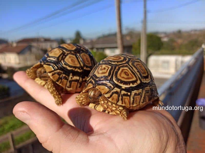 Características Físicas de la Tortuga Leopardo