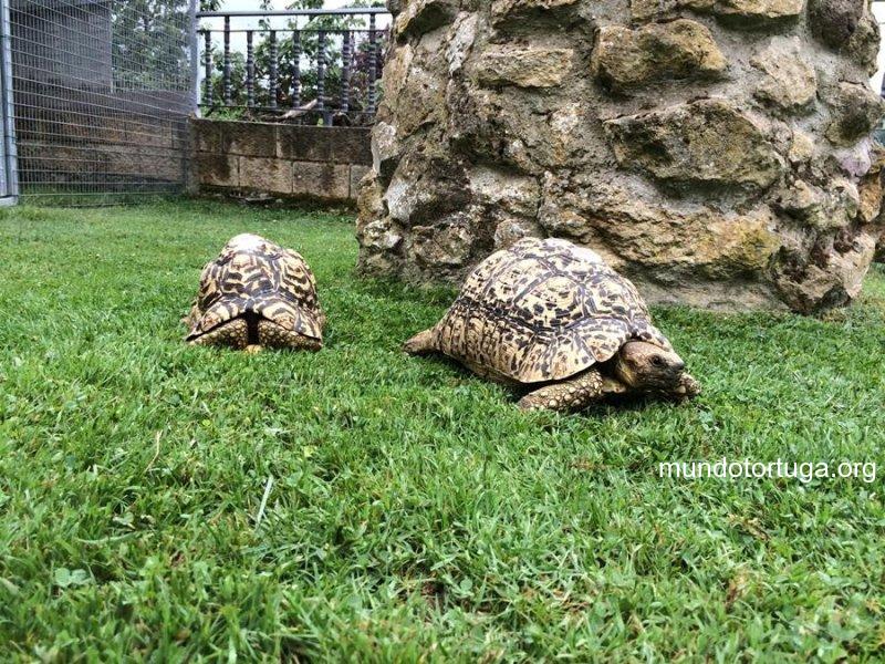 Comportamiento y Estilo de Vida de la Tortuga Leopardo