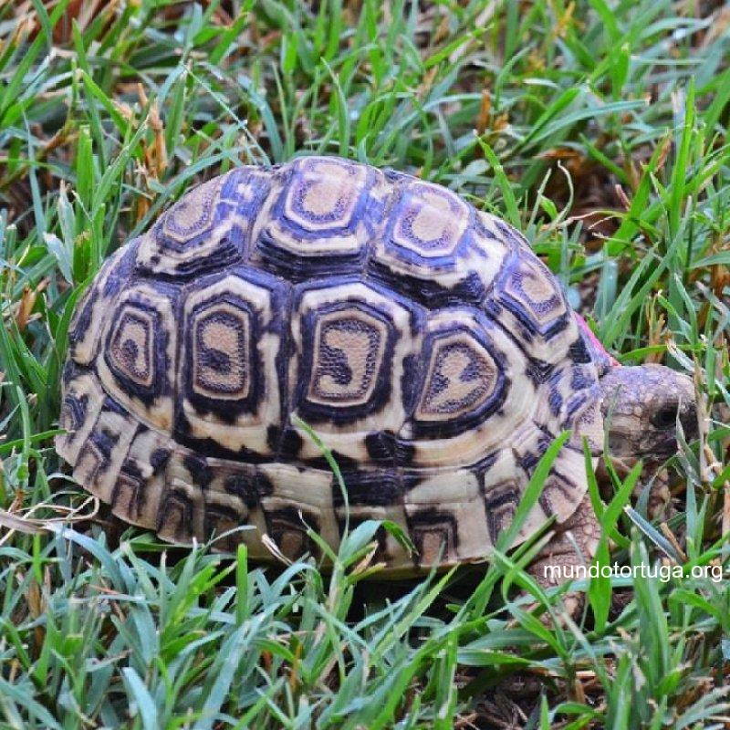 Cuidado Nutricional de la Tortuga Leopardo