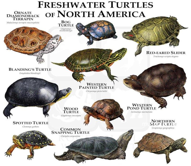 Tipos de Tortugas de Agua