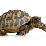 Todo Sobre Tortugas de Tierra: Guía Práctica